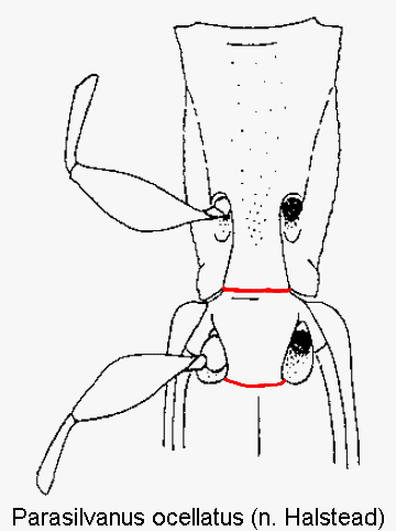 parasilvanus_ocellatus_vbr.gif