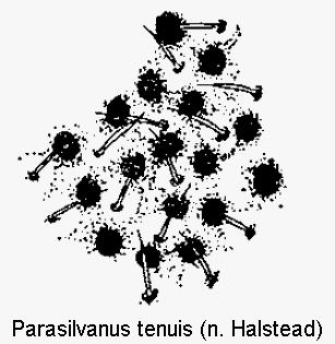 parasilvanus_tenuis_ms.gif