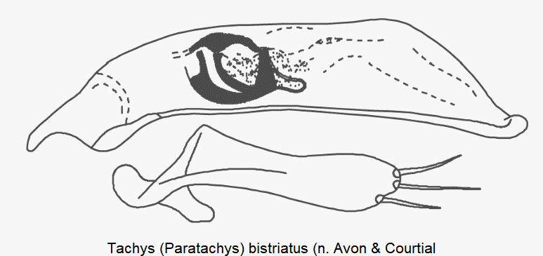paratachys_bistriatus.gif