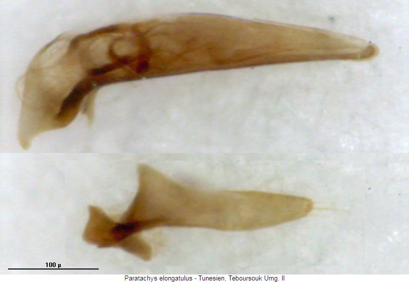 paratachys_elongatulus_tunesien.jpg