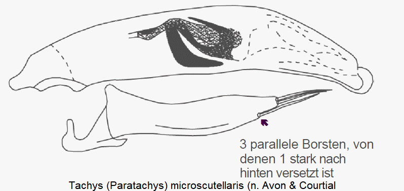 paratachys_microscutellaris.gif