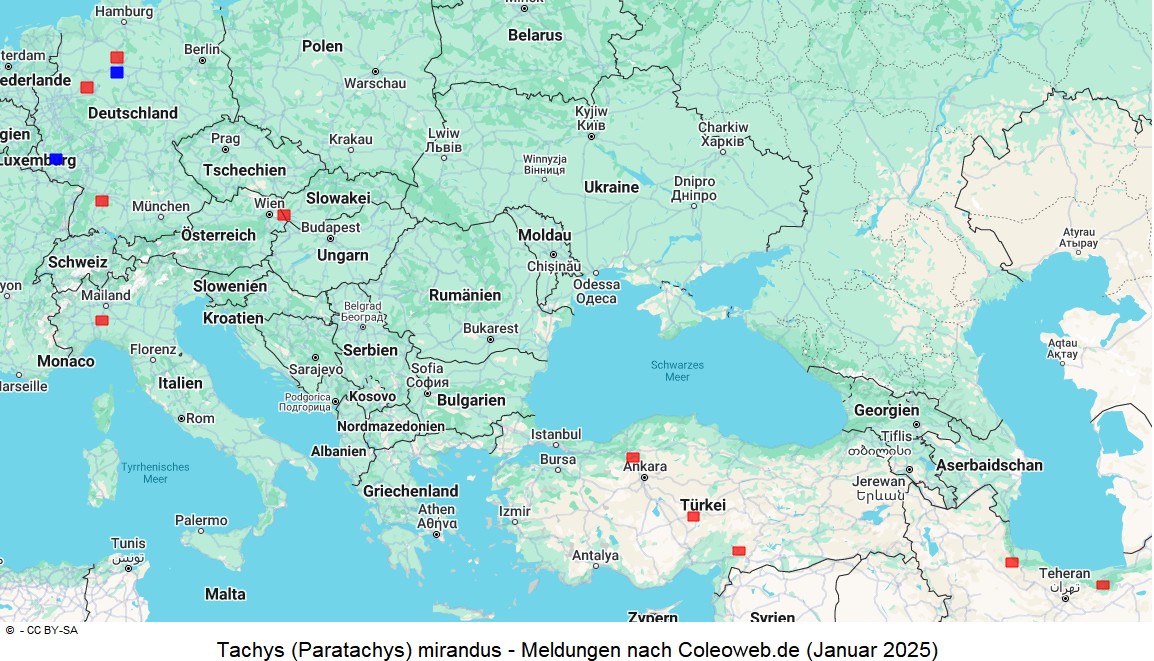 paratachys_mirandus_dis.jpg
