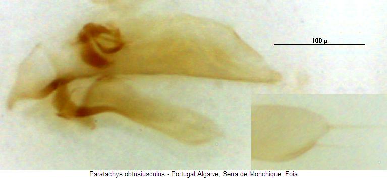 paratachys_obtusiusculus.jpg