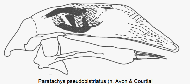 paratachys_pseudobistriatus.gif
