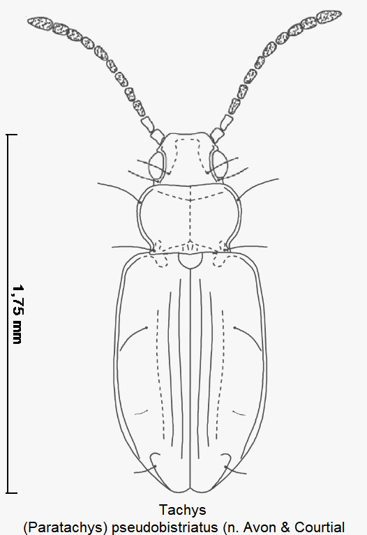 paratachys_pseudobistriatus_hab.gif