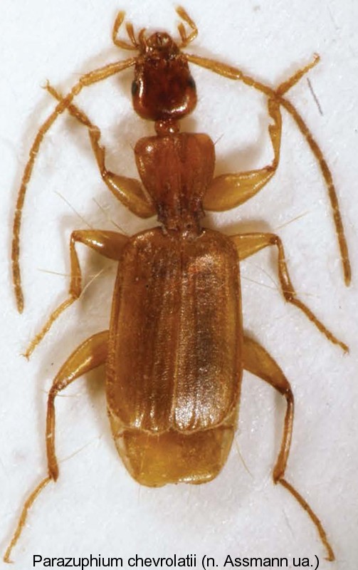 parazuphium_chevrolatii.jpg