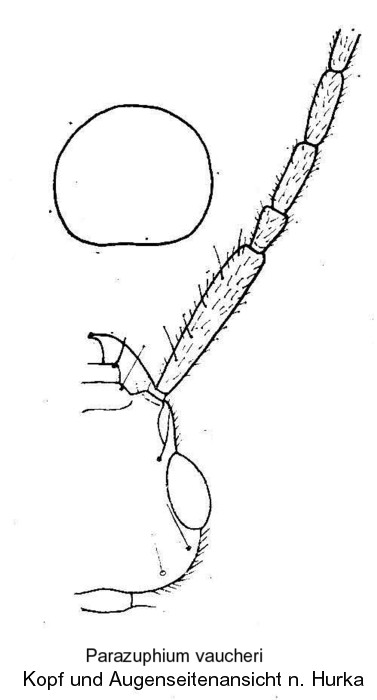 parazuphium_vaucheri_kopf.jpg