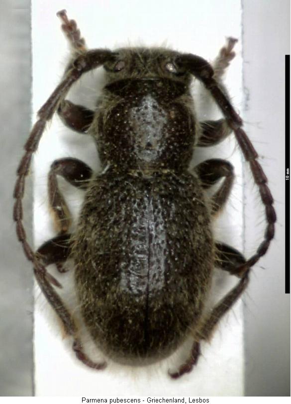 parmena_pubescens_hab.jpg