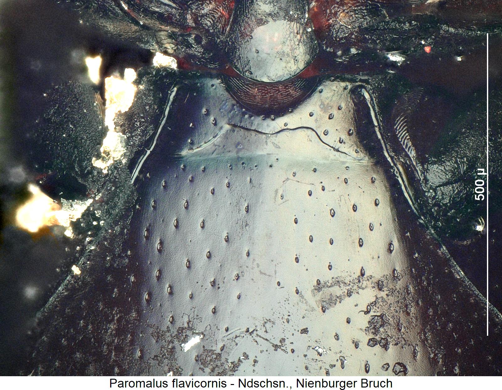 paromalus_flavicornis_mbr1.jpg