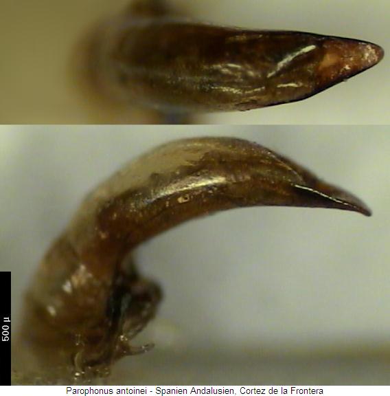 parophonus_antoinei.jpg