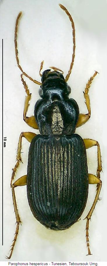 parophonus_hespericus_hab.jpg