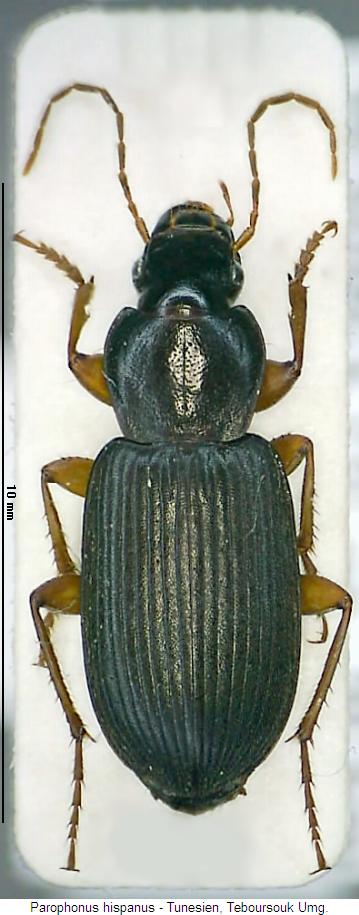 parophonus_hispanus_hab.jpg