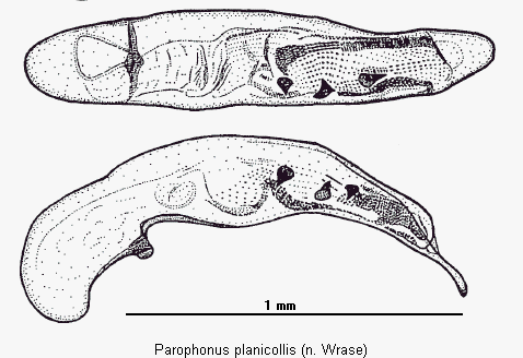 parophonus_planicollis.gif