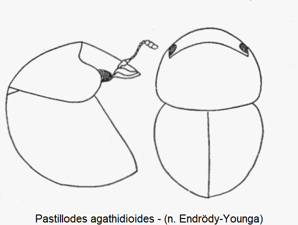 pastillodes_agathidioides_hab.gif
