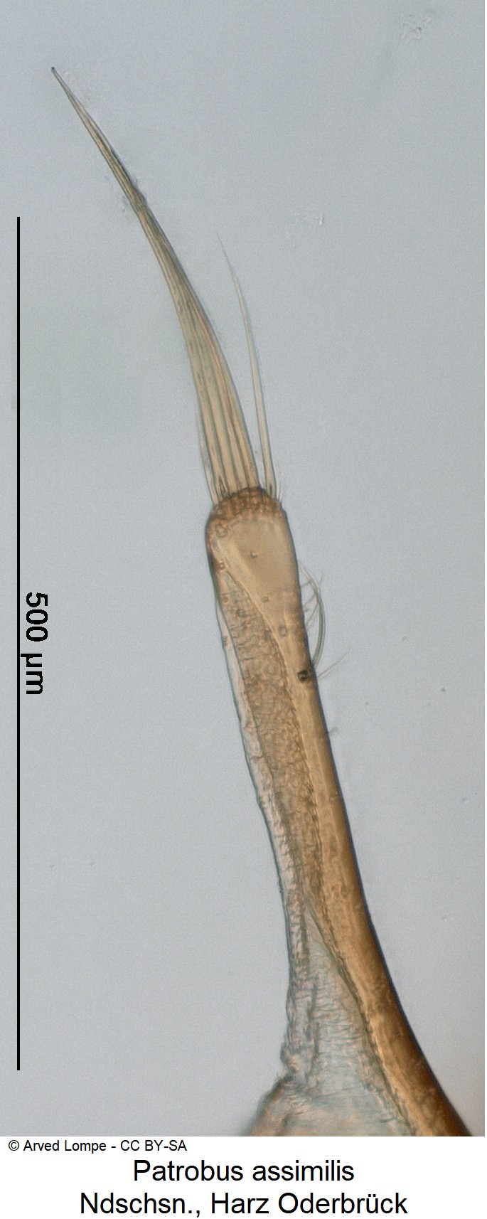 patrobus_assimilis_ck1071_pm.jpg