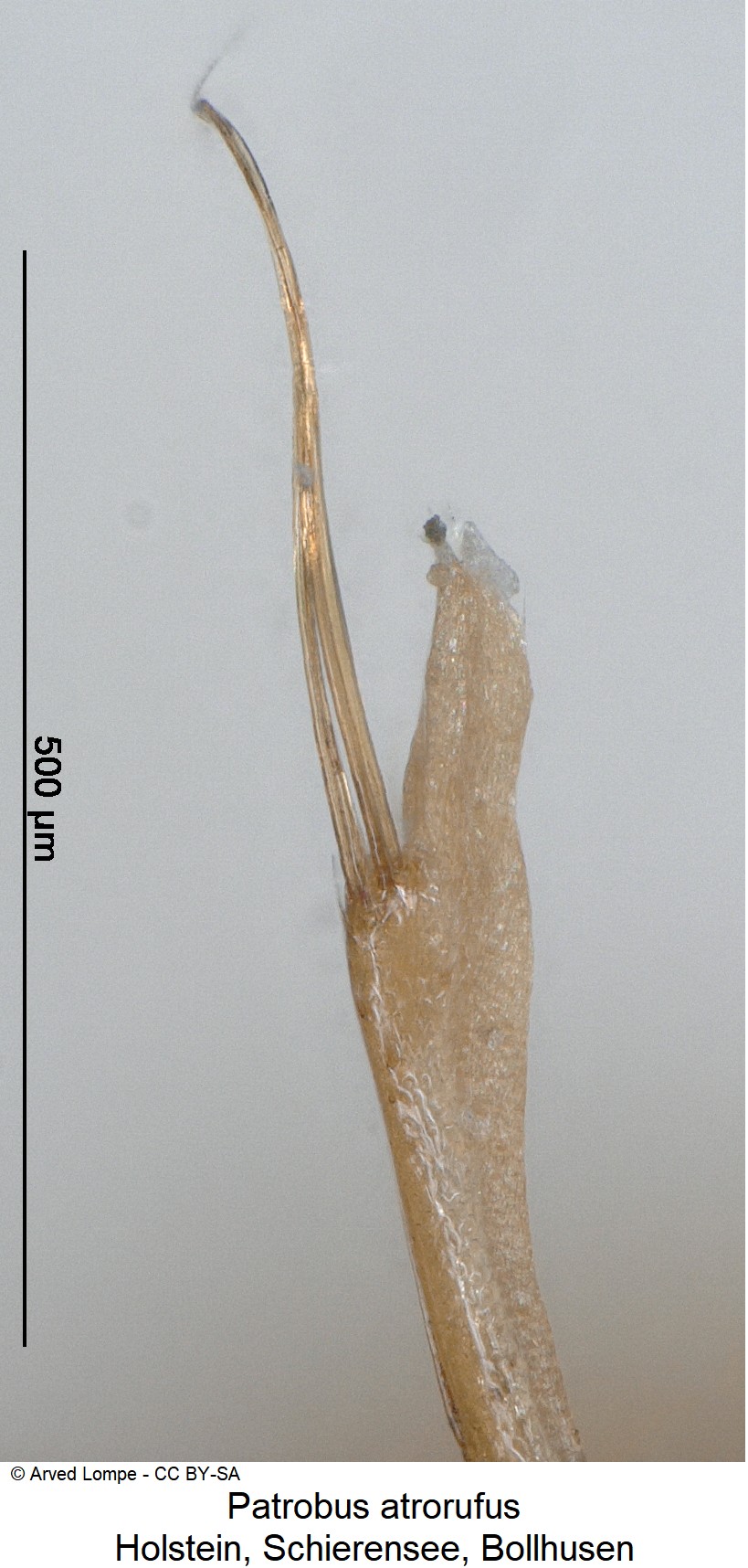 patrobus_atrorufus_ck1077_pm.jpg