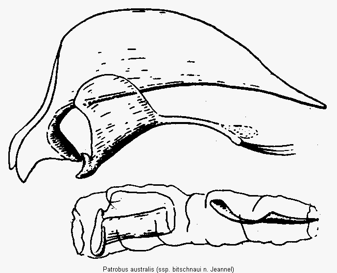 patrobus_australis.gif