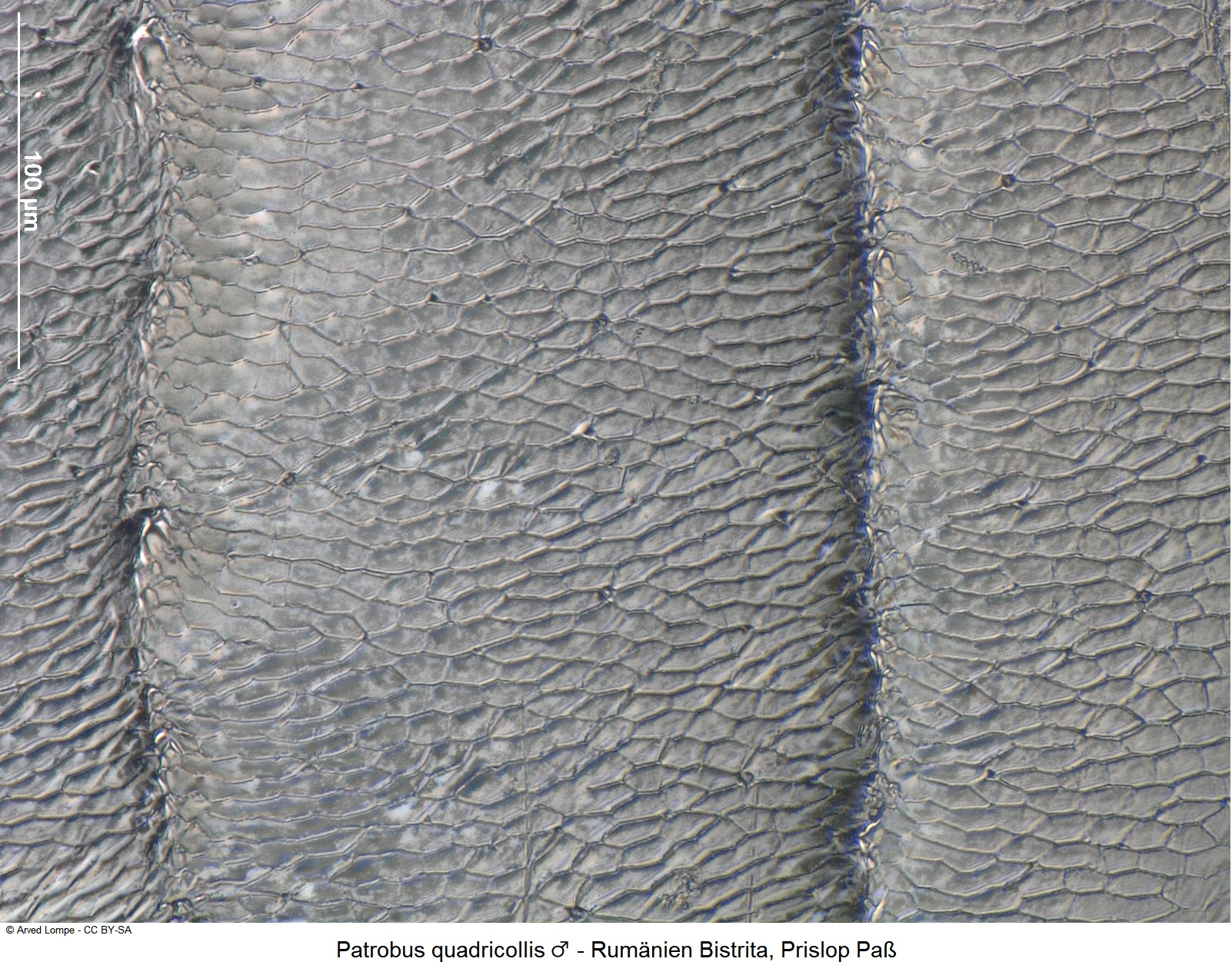patrobus_quadricollis_m_ck24674_ms.jpg