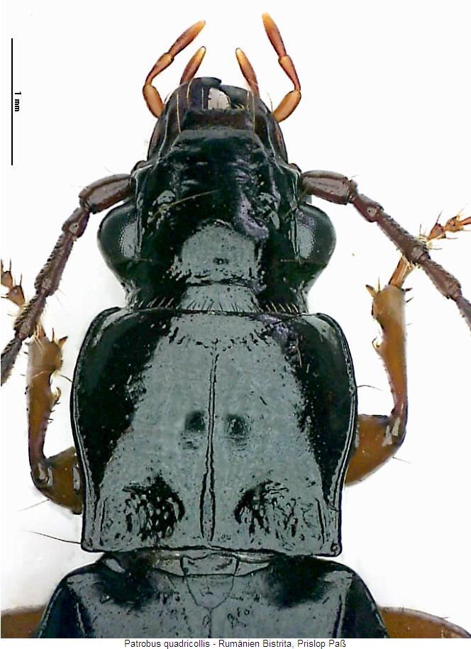 patrobus_quadricollis_vk.jpg