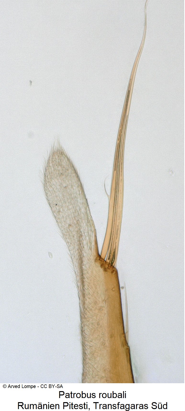 patrobus_roubali_ck24651_pm.jpg