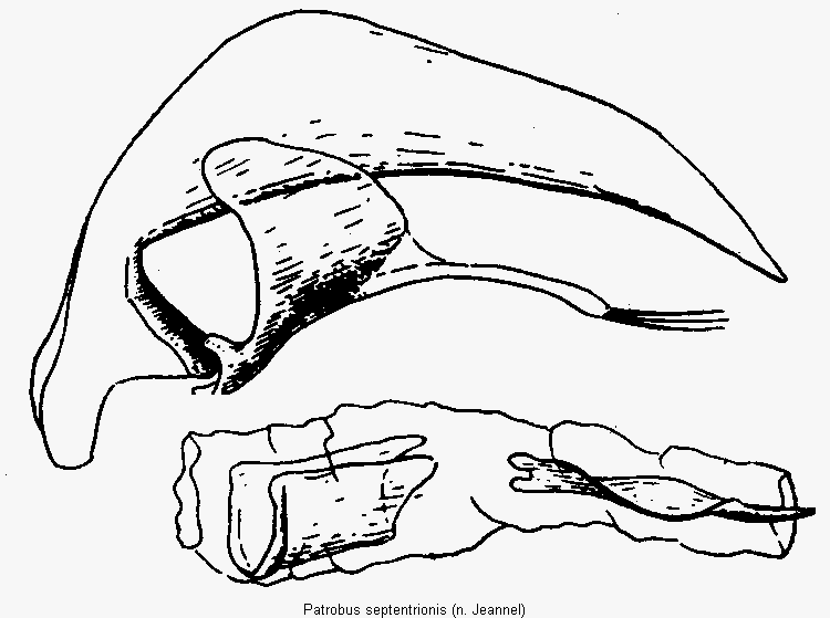patrobus_septentrionis.gif