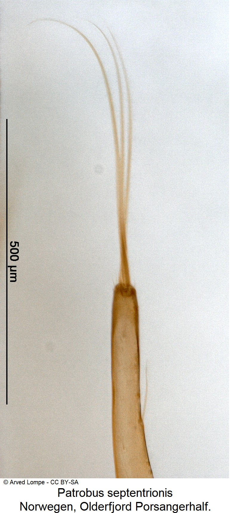 patrobus_septentrionis_ck15666_pm.jpg