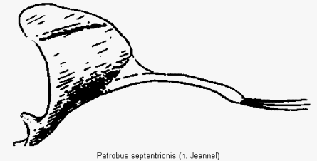 patrobus_septentrionis_pm.gif
