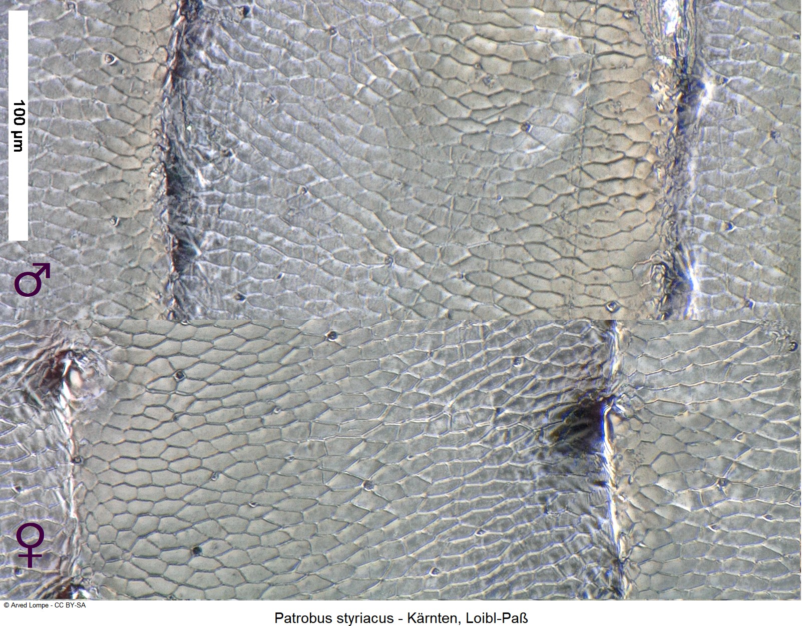patrobus_styriacus_ck1080_ms.jpg