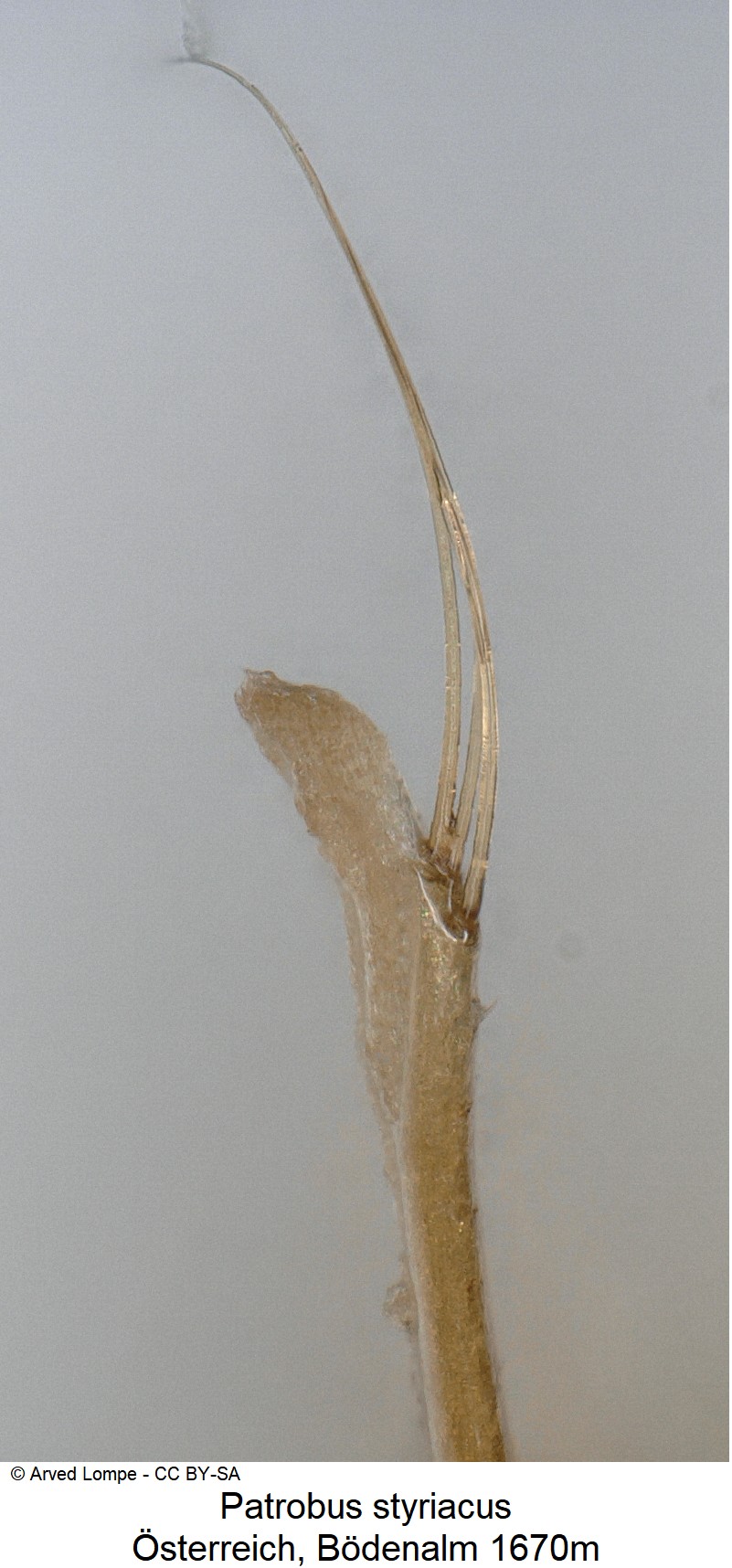 patrobus_styriacus_ck20656_pm.jpg