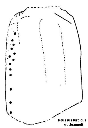 paussus_turcicus_fld.jpg