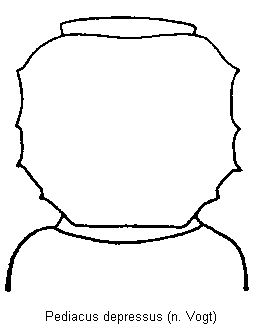 pediacus_depressus_hsch.gif