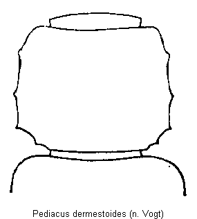 pediacus_dermestoides_hsch.gif
