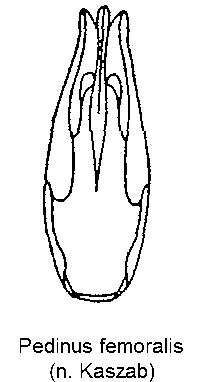 pedinus_femoralis.gif