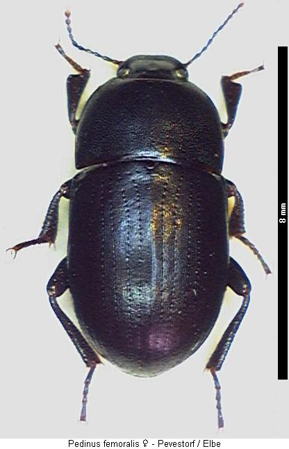 pedinus_femoralis_hab.jpg
