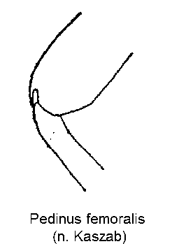 pedinus_femoralis_hschl.gif