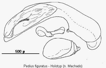 pedius_figuratus.gif