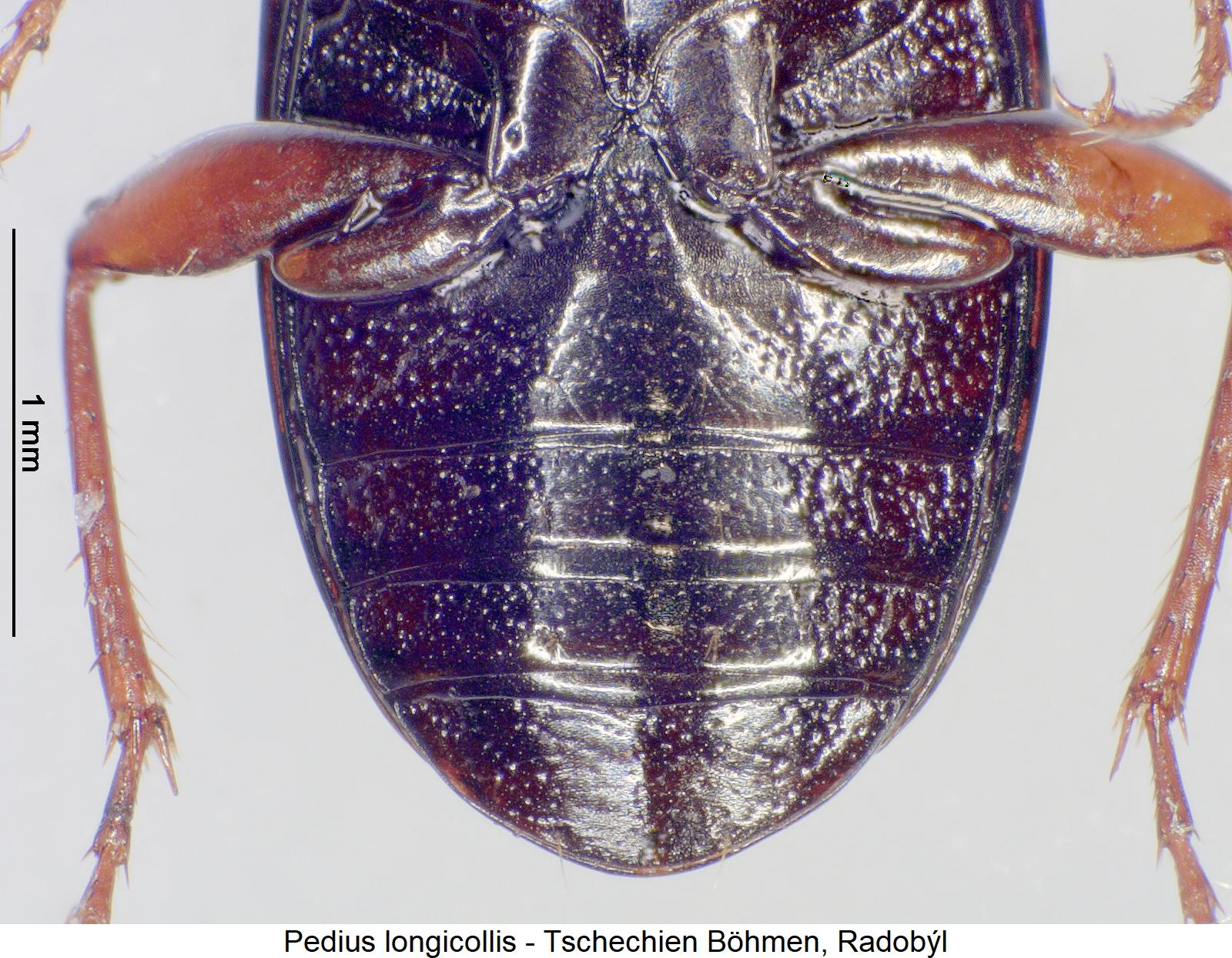 pedius_longicollis_abd.jpg