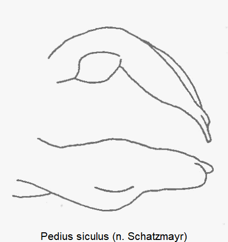 pedius_siculus.gif