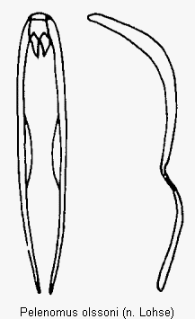 pelenomus_olssoni.gif