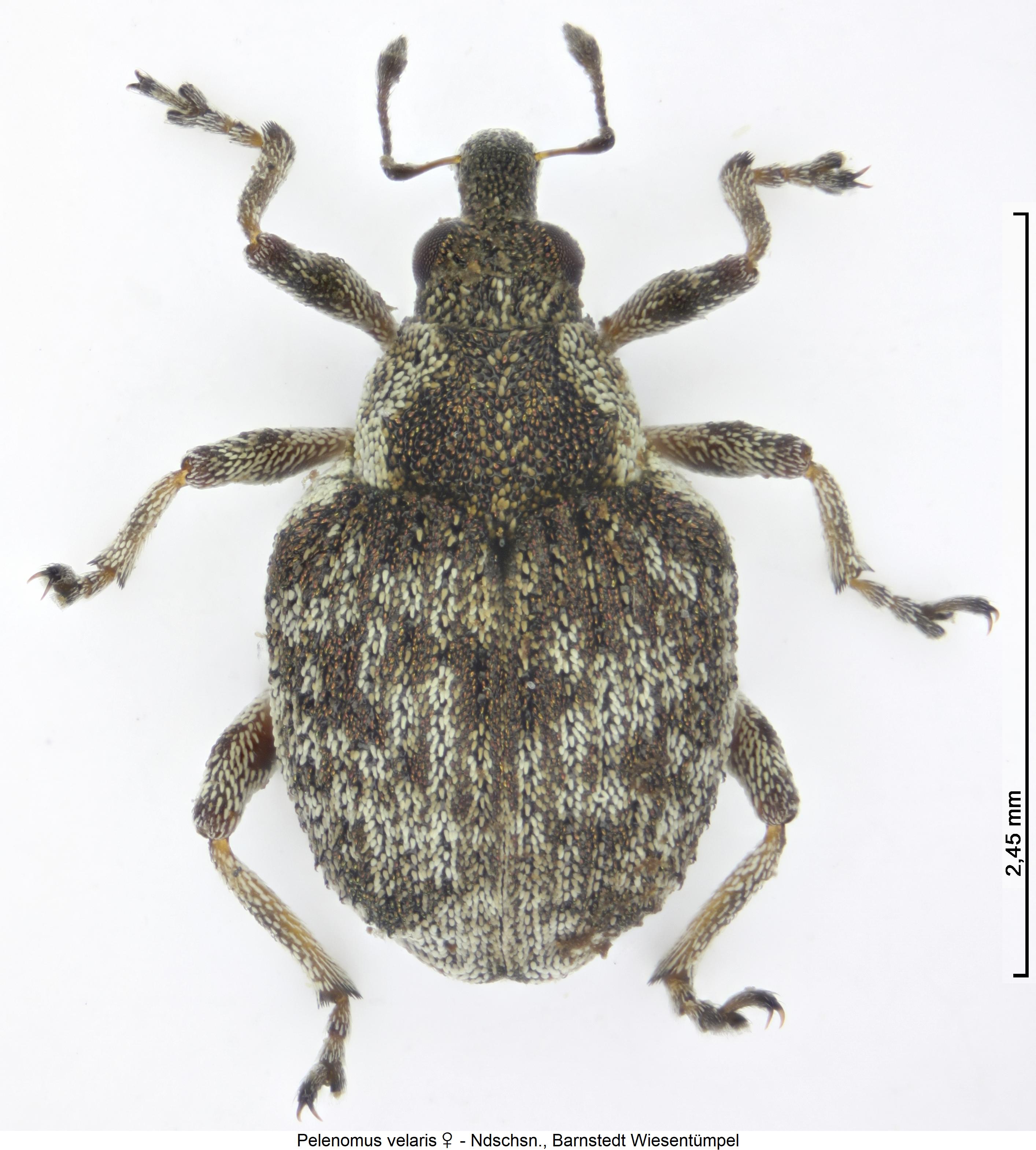 pelenomus_velaris_hab.jpg