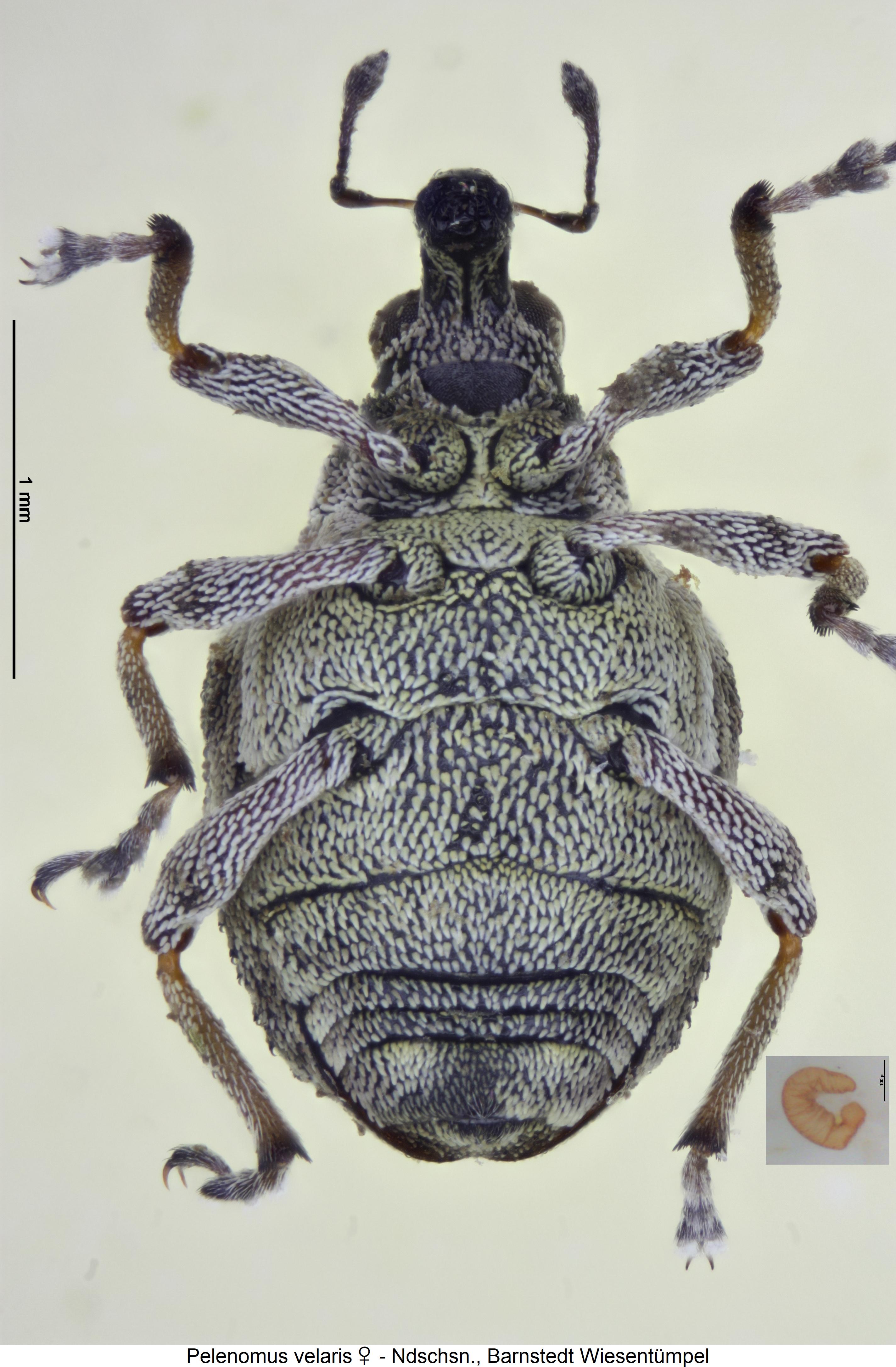 pelenomus_velaris_us.jpg
