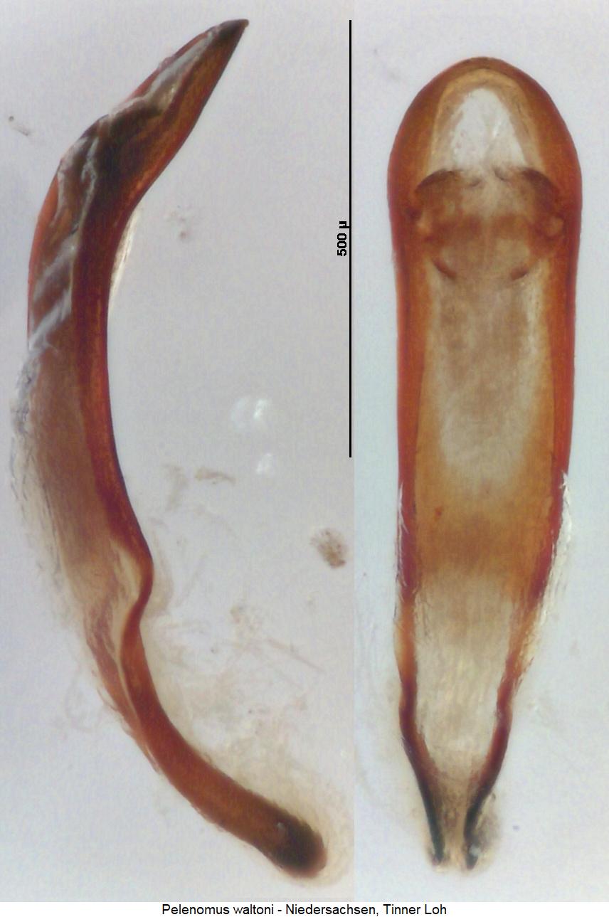 pelenomus_waltoni.jpg