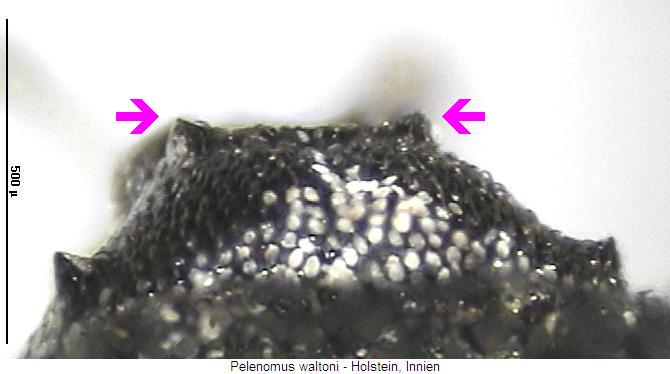 pelenomus_waltoni_hsch.jpg