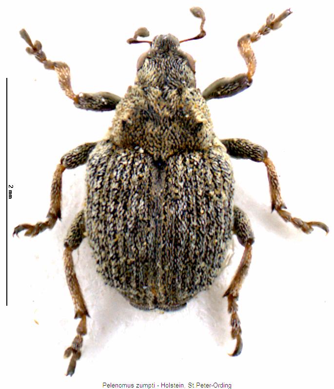 pelenomus_zumpti_hab.jpg