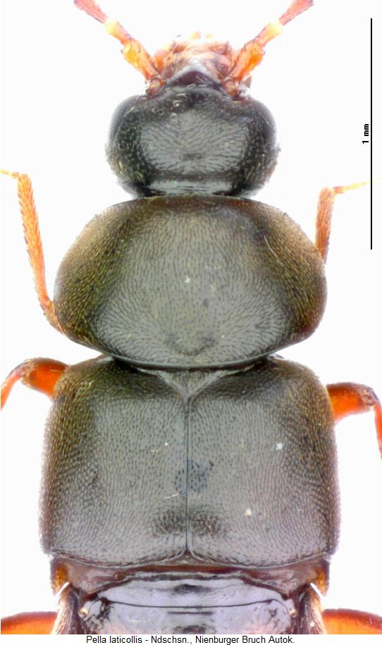 pella_laticollis_vk.jpg