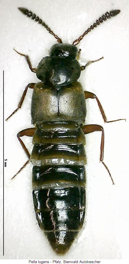 pella_lugens_hab.jpg