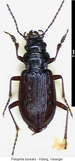 pelophila_borealis_hab.jpg