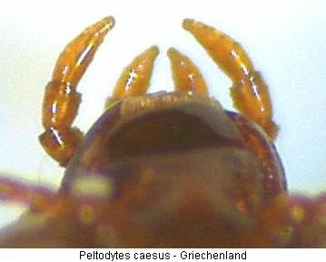peltodytes_caesus_ts.jpg