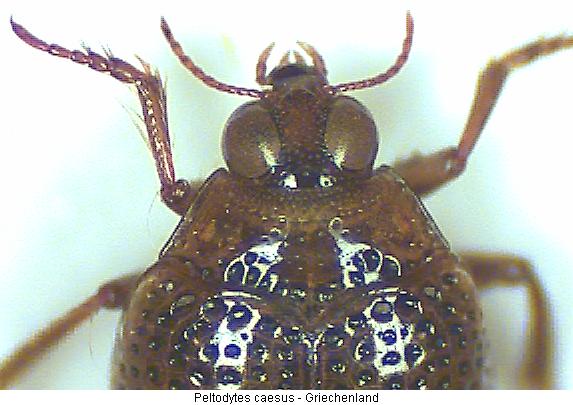 peltodytes_caesus_vk.jpg