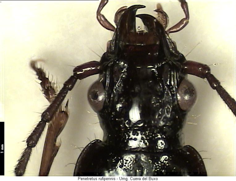 penetretus_rufipennis_k.jpg